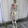 人体骨格模型
