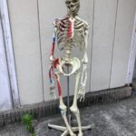 人体骨格模型