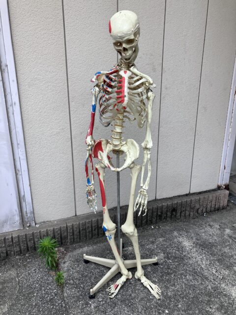 人体骨格模型